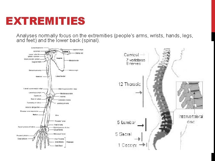 EXTREMITIES Analyses normally focus on the extremities (people’s arms, wrists, hands, legs, and feet)