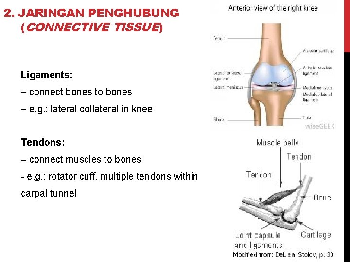 2. JARINGAN PENGHUBUNG (CONNECTIVE TISSUE) Ligaments: – connect bones to bones – e. g.