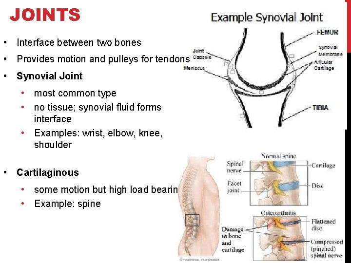 JOINTS • Interface between two bones • Provides motion and pulleys for tendons •