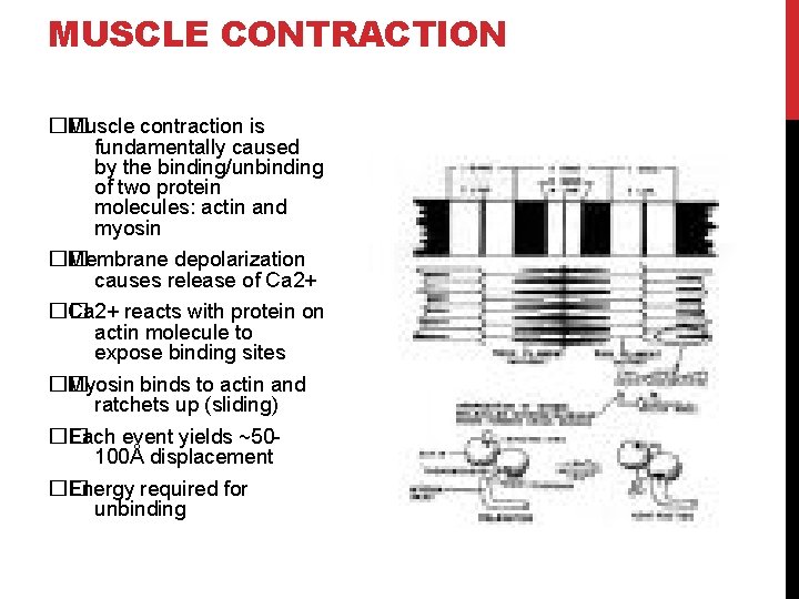 MUSCLE CONTRACTION �� Muscle contraction is fundamentally caused by the binding/unbinding of two protein