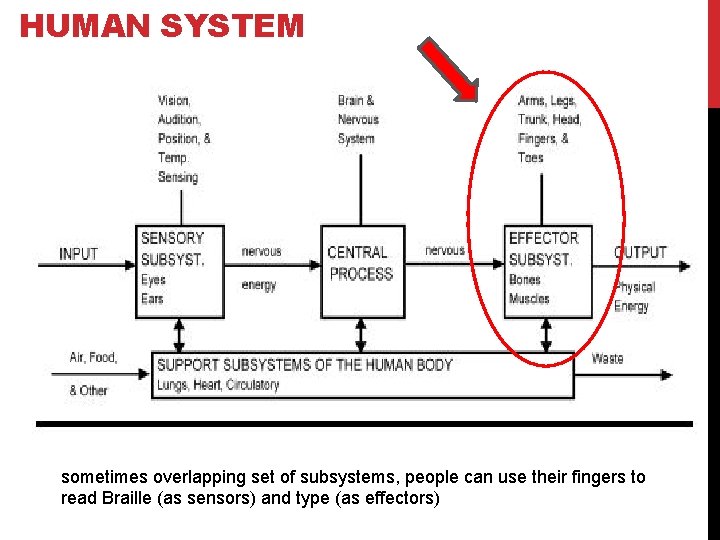 HUMAN SYSTEM sometimes overlapping set of subsystems, people can use their fingers to read