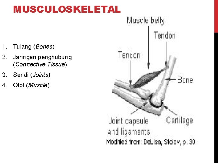 MUSCULOSKELETAL 1. Tulang (Bones) 2. Jaringan penghubung (Connective Tissue) 3. Sendi (Joints) 4. Otot