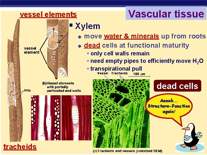 vessel elements § Xylem u vessel element u Vascular tissue move water & minerals