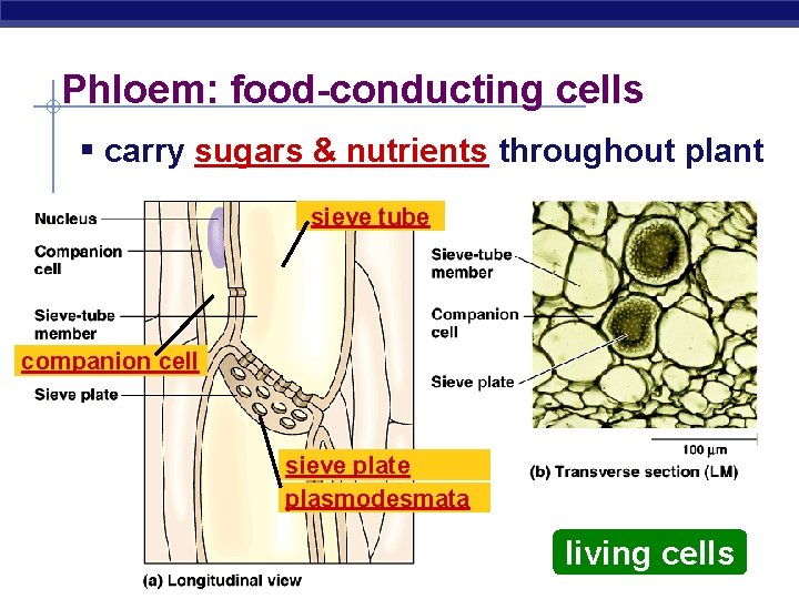 Phloem: food-conducting cells § carry sugars & nutrients throughout plant sieve tube companion cell