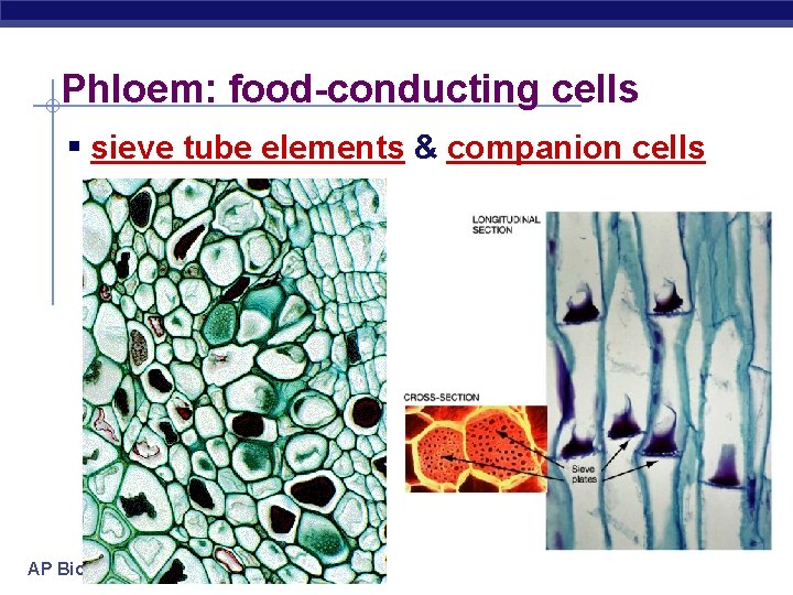 Phloem: food-conducting cells § sieve tube elements & companion cells AP Biology 