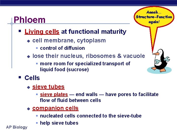 Phloem Aaaah… Structure–Function again! § Living cells at functional maturity u cell membrane, cytoplasm