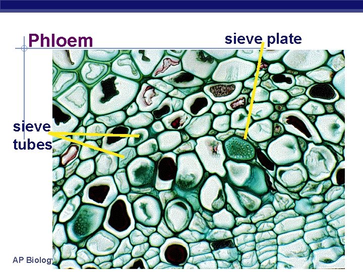 Phloem sieve tubes AP Biology sieve plate 