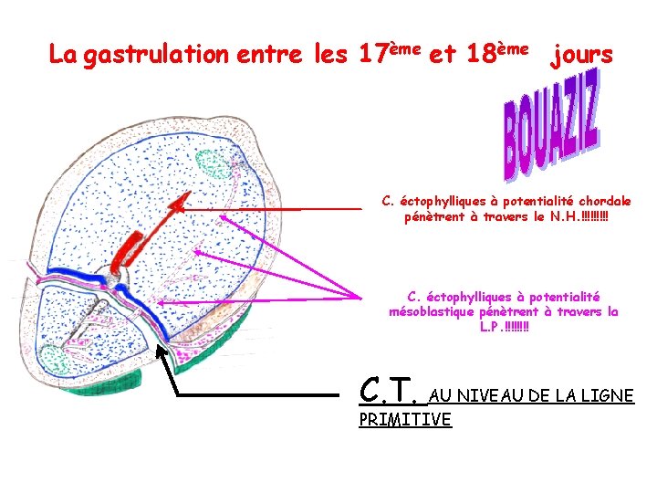 La gastrulation entre les 17ème et 18ème jours C. éctophylliques à potentialité chordale pénètrent