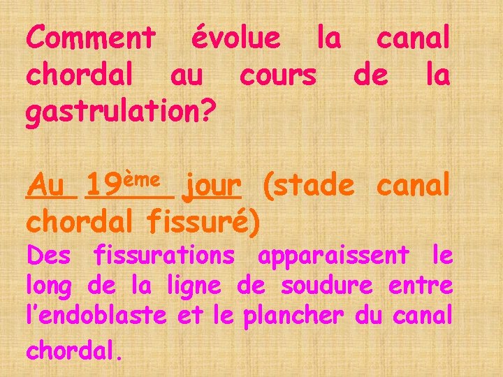 Comment évolue la canal chordal au cours de la gastrulation? Au 19ème jour (stade