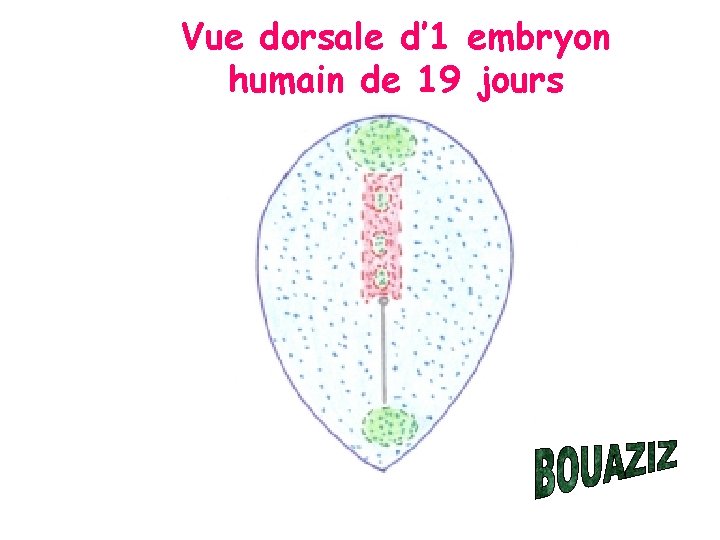 Vue dorsale d’ 1 embryon humain de 19 jours 