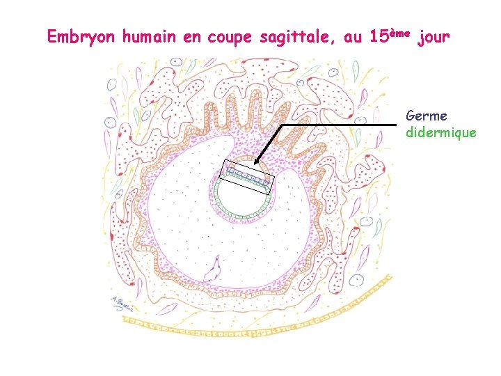 Embryon humain en coupe sagittale, au 15ème jour Germe didermique 