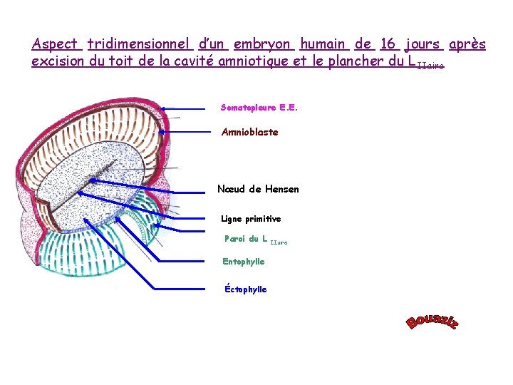 Aspect tridimensionnel d’un embryon humain de 16 jours après excision du toit de la