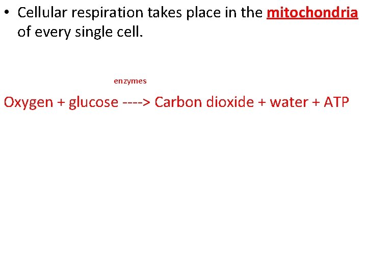  • Cellular respiration takes place in the mitochondria of every single cell. enzymes