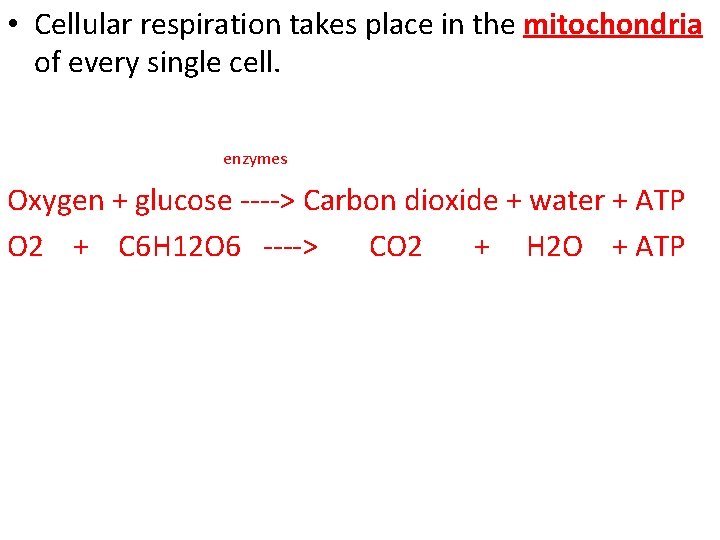  • Cellular respiration takes place in the mitochondria of every single cell. enzymes