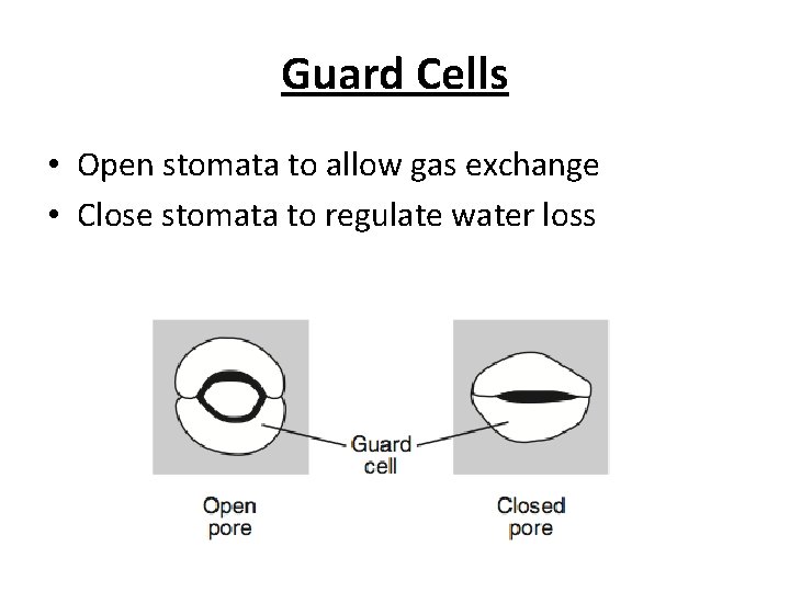 Guard Cells • Open stomata to allow gas exchange • Close stomata to regulate