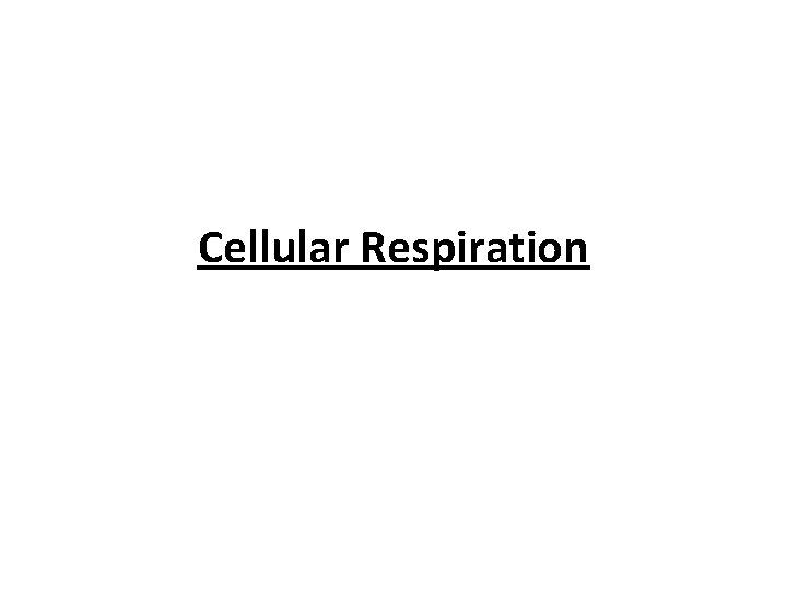 Cellular Respiration 