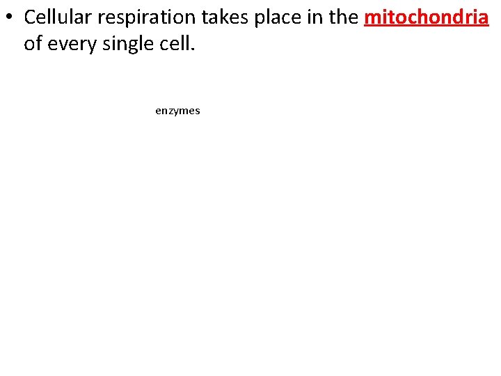  • Cellular respiration takes place in the mitochondria of every single cell. enzymes