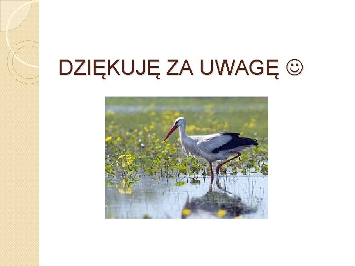 DZIĘKUJĘ ZA UWAGĘ 