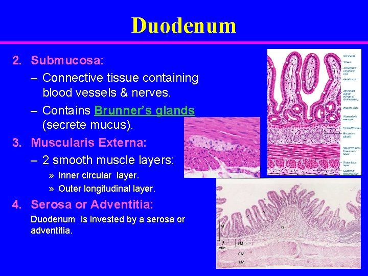 Duodenum 2. Submucosa: – Connective tissue containing blood vessels & nerves. – Contains Brunner’s