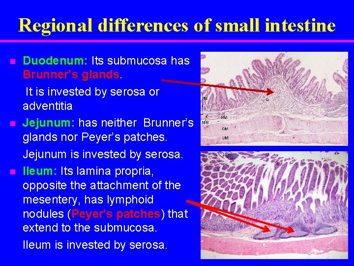 Regional differences of small intestine n n n Duodenum: Its submucosa has Brunner’s glands.