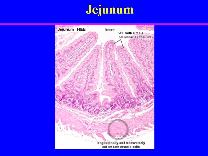 Jejunum 