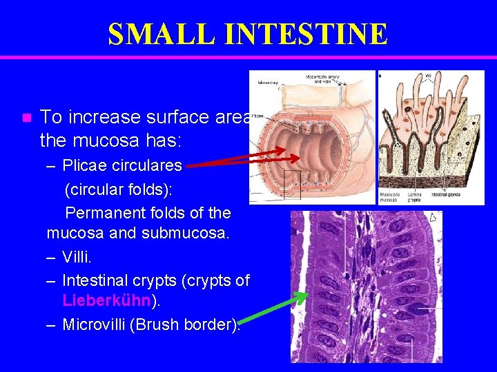 SMALL INTESTINE n To increase surface area the mucosa has: – Plicae circulares (circular