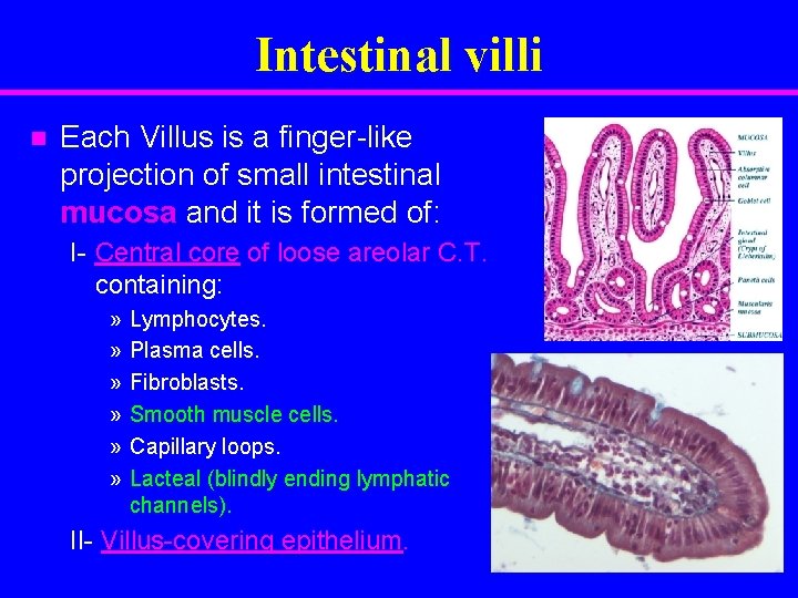 Intestinal villi n Each Villus is a finger-like projection of small intestinal mucosa and