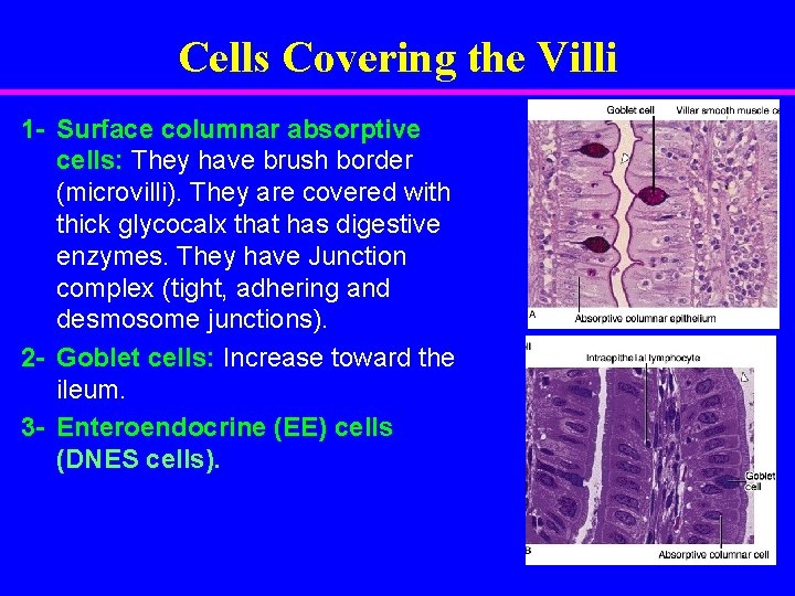 Cells Covering the Villi 1 - Surface columnar absorptive cells: They have brush border