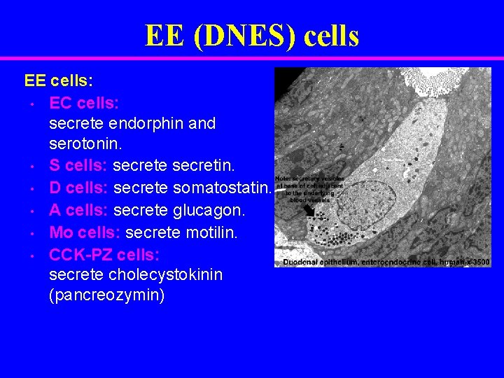 EE (DNES) cells EE cells: • EC cells: secrete endorphin and serotonin. • S