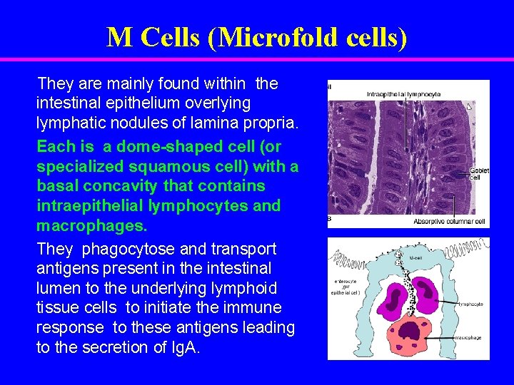 M Cells (Microfold cells) They are mainly found within the intestinal epithelium overlying lymphatic