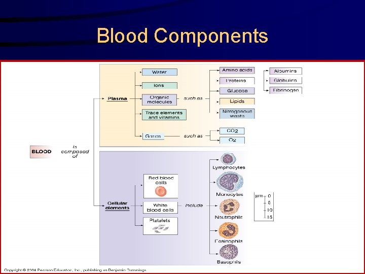 Blood Components 