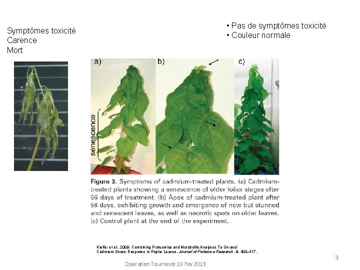  • Pas de symptômes toxicité • Couleur normale Symptômes toxicité Carence Mort Kieffer