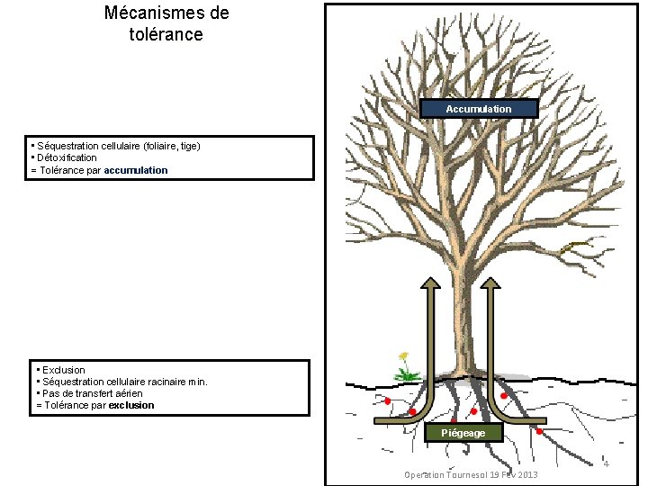 Mécanismes de tolérance Accumulation • Séquestration cellulaire (foliaire, tige) • Détoxification = Tolérance par