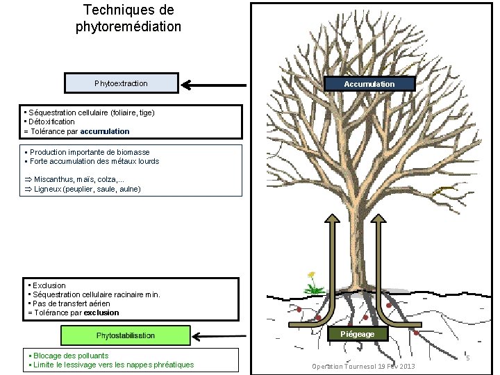 Techniques de phytoremédiation Phytoextraction Accumulation • Séquestration cellulaire (foliaire, tige) • Détoxification = Tolérance