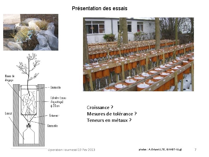 Présentation des essais Croissance ? Mesures de tolérance ? Teneurs en métaux ? Operation