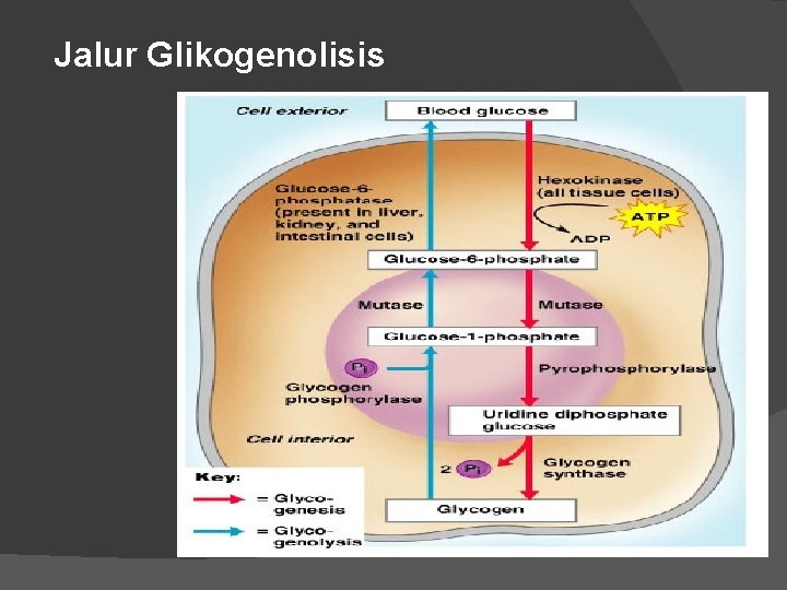 Jalur Glikogenolisis 