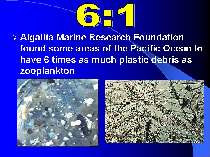 Ø Algalita Marine Research Foundation found some areas of the Pacific Ocean to have