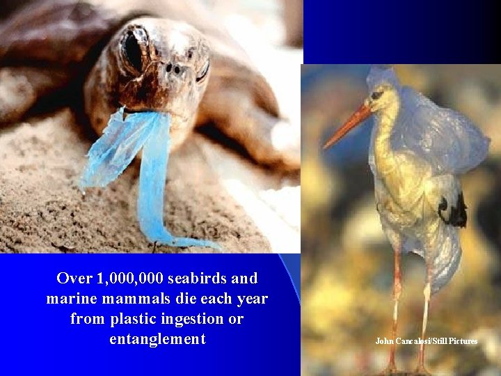 Over 1, 000 seabirds and marine mammals die each year from plastic ingestion or