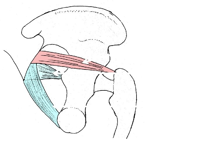 Piriformis muscle Sacrospinous Ligament Sacrotuerous ligament 