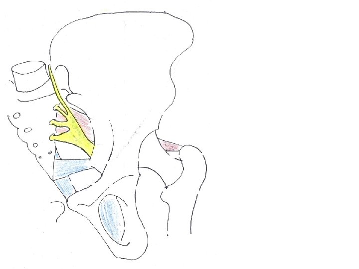 Piriformis muscle Sacrospinous Ligament Sacrotuerous Ligament Obturator membrane 