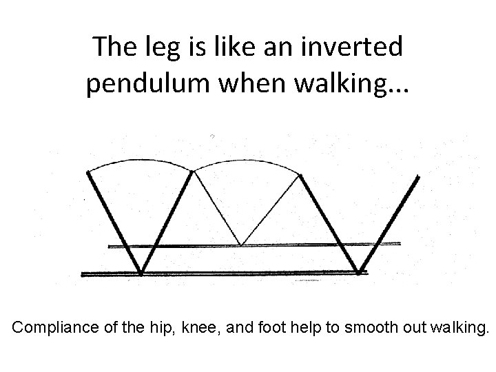 The leg is like an inverted pendulum when walking. . . Compliance of the
