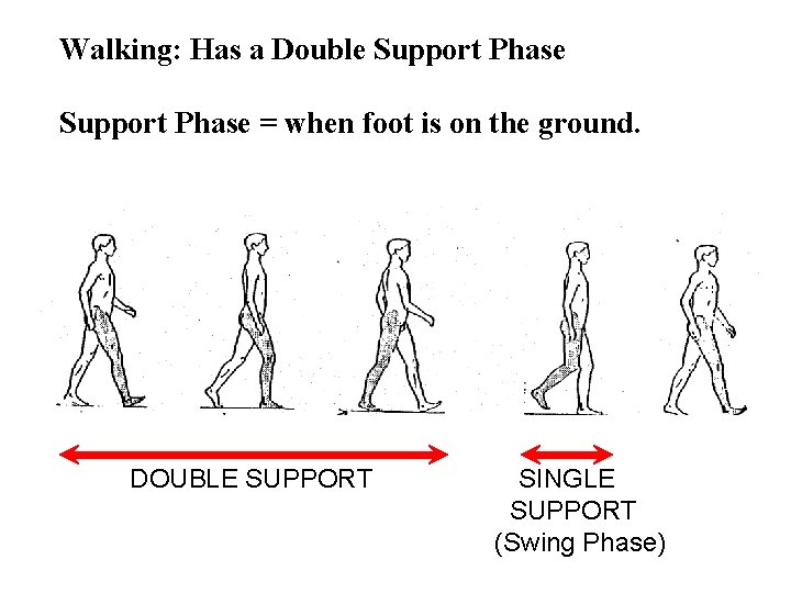 Walking: Has a Double Support Phase = when foot is on the ground. DOUBLE