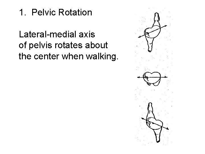 1. Pelvic Rotation Lateral-medial axis of pelvis rotates about the center when walking. 