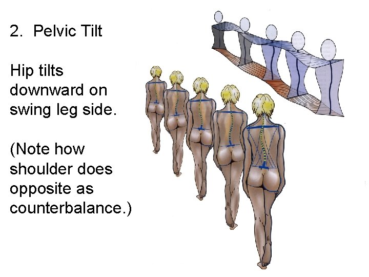 2. Pelvic Tilt Hip tilts downward on swing leg side. (Note how shoulder does