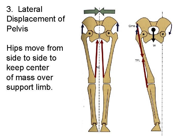 3. Lateral Displacement of Pelvis Hips move from side to keep center of mass