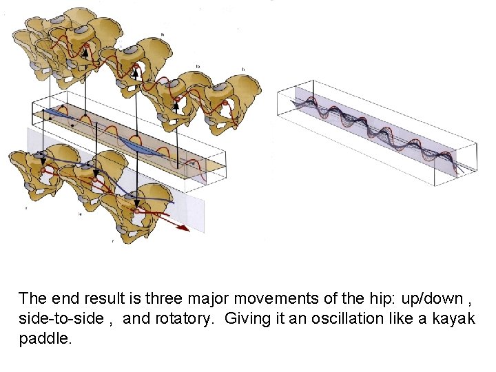 The end result is three major movements of the hip: up/down , side-to-side ,