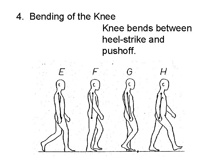 4. Bending of the Knee bends between heel-strike and pushoff. 