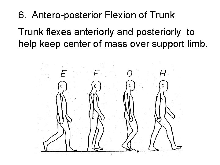 6. Antero-posterior Flexion of Trunk flexes anteriorly and posteriorly to help keep center of