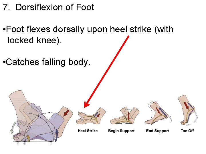 7. Dorsiflexion of Foot • Foot flexes dorsally upon heel strike (with locked knee).