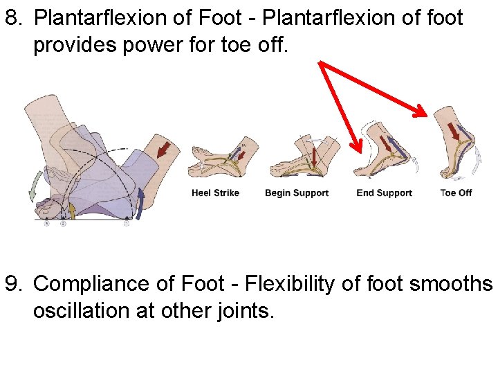 8. Plantarflexion of Foot - Plantarflexion of foot provides power for toe off. 9.